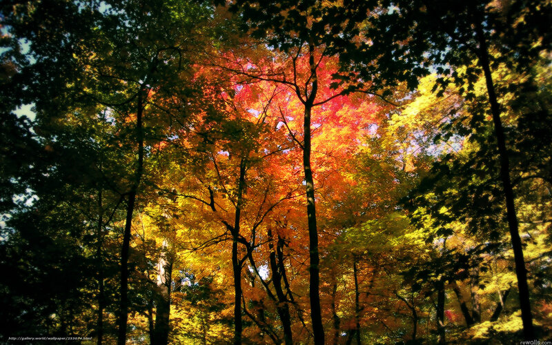 Autumn Forest Canopy — Red, Dramatic, Photograph, Trees, Sunlight