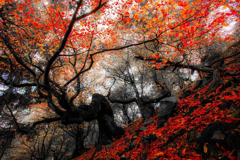 Autumn Forest Canopy — Red, Dramatic, Photograph, Trees
