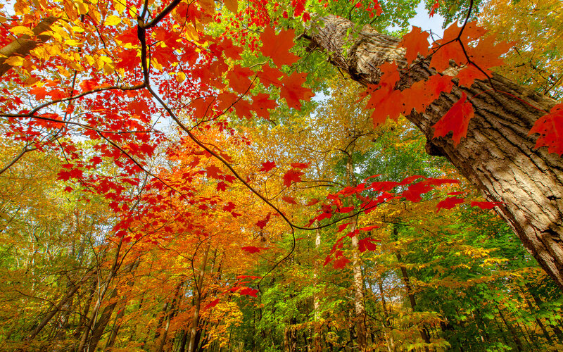 Autumn Forest Canopy — Red, Serene, Photograph