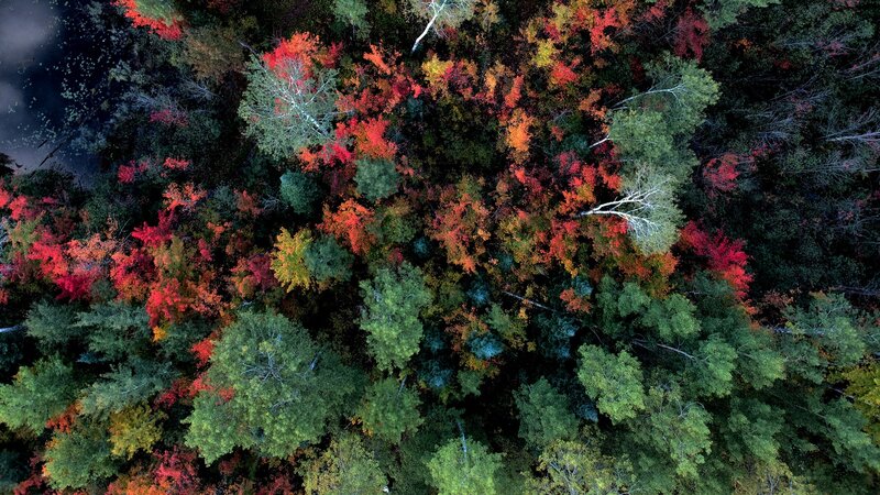 Autumn Forest Canopy — Red, Serene, Photograph, Trees, Colorful Leaves