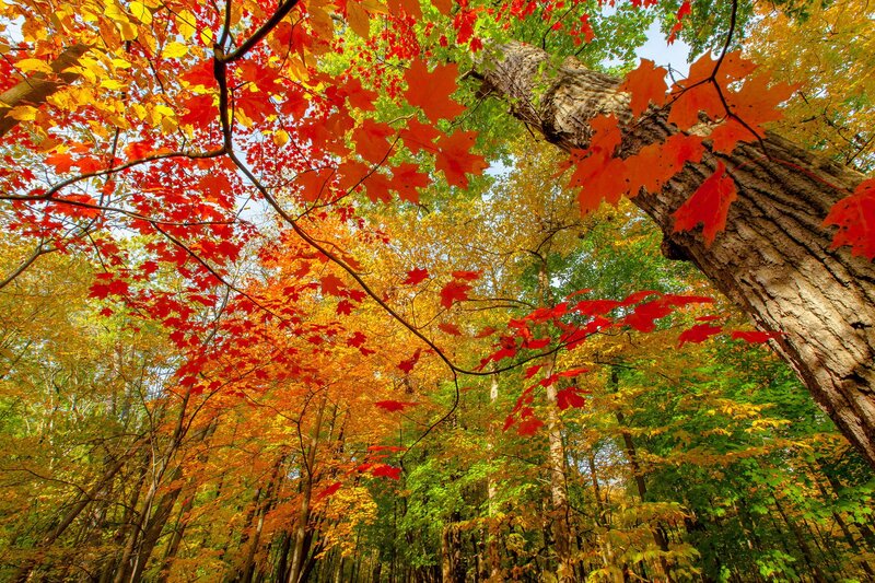 Autumn Forest Canopy — Red, Serene, Photograph, Trees, Leaves, Sky, Orange, Green