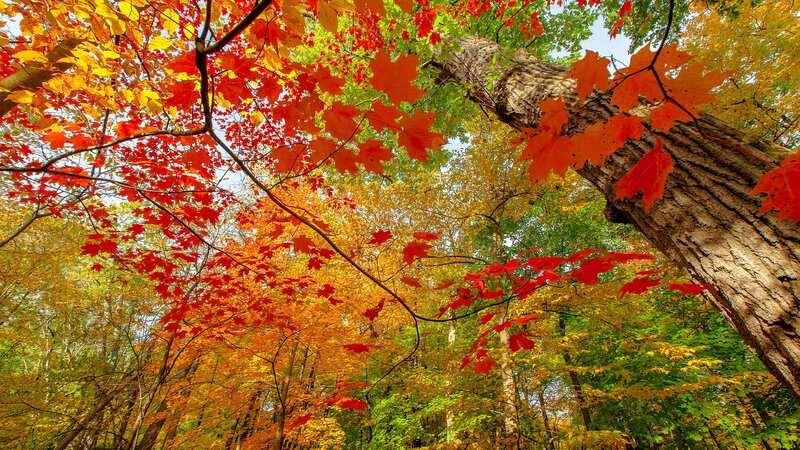 Autumn Forest Canopy — Red, Serene, Photograph, Trees, Leaves