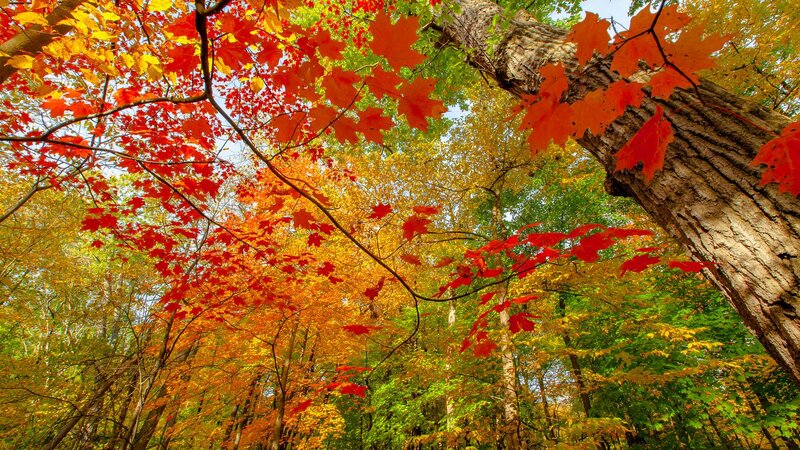 Autumn Forest Canopy — Red, Serene, Photograph, Trees