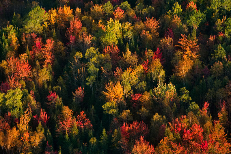 Autumn Forest Canopy — Red, Serene