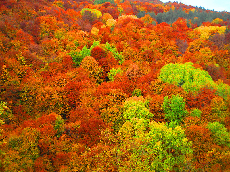 Autumn Forest Canopy — Red