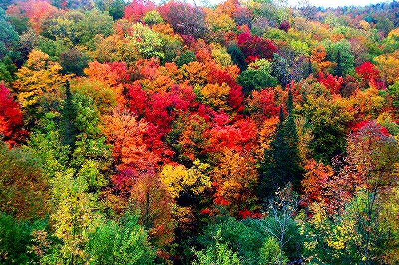 Autumn Forest Canopy — Red, Vibrant, Photograph