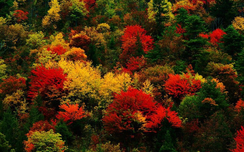Autumn Forest Canopy — Red, Vibrant, Photograph, Trees, Foliage