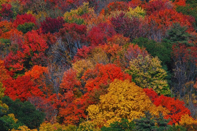 Autumn Forest Canopy — Red, Vibrant, Photograph, Trees