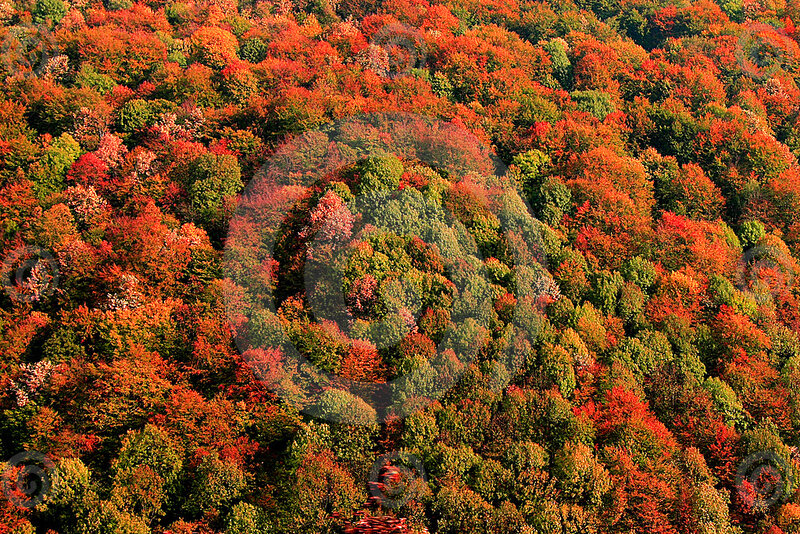 Autumn Forest Canopy — Red, Vibrant