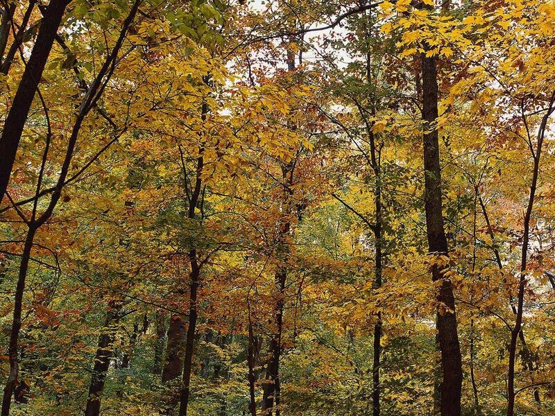 Autumn Forest Canopy — Serene