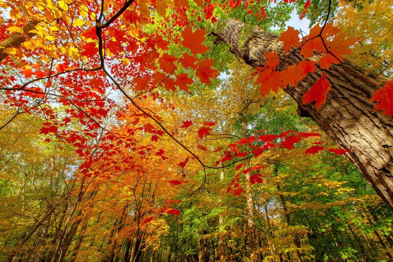 Autumn Forest Canopy — Sky