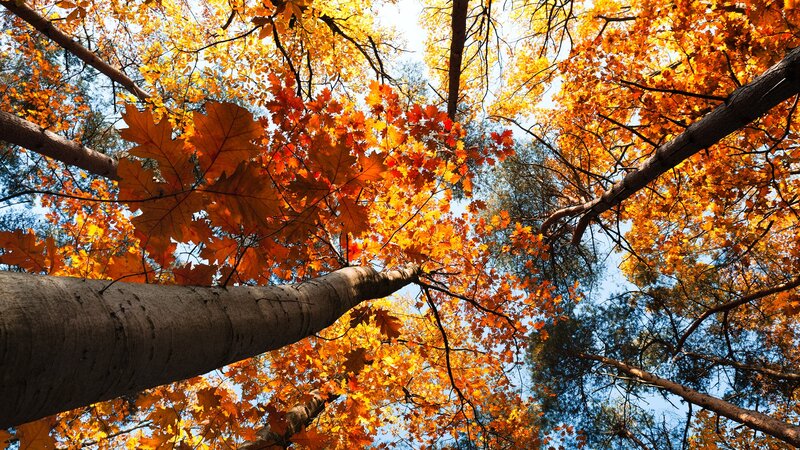 Autumn forest canopy view