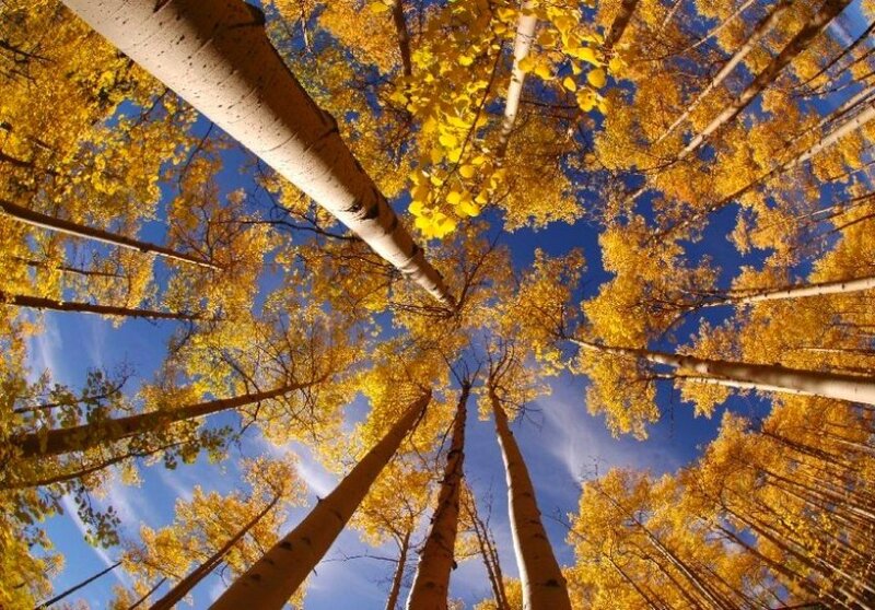 Autumn forest canopy view