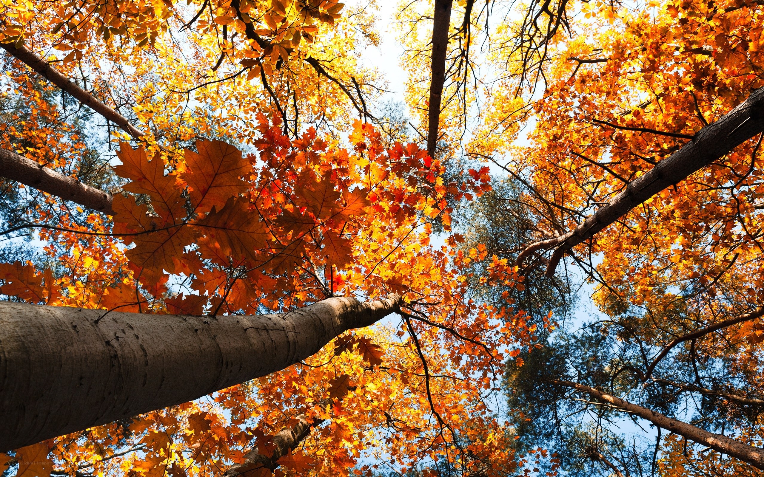 Autumn forest canopy view