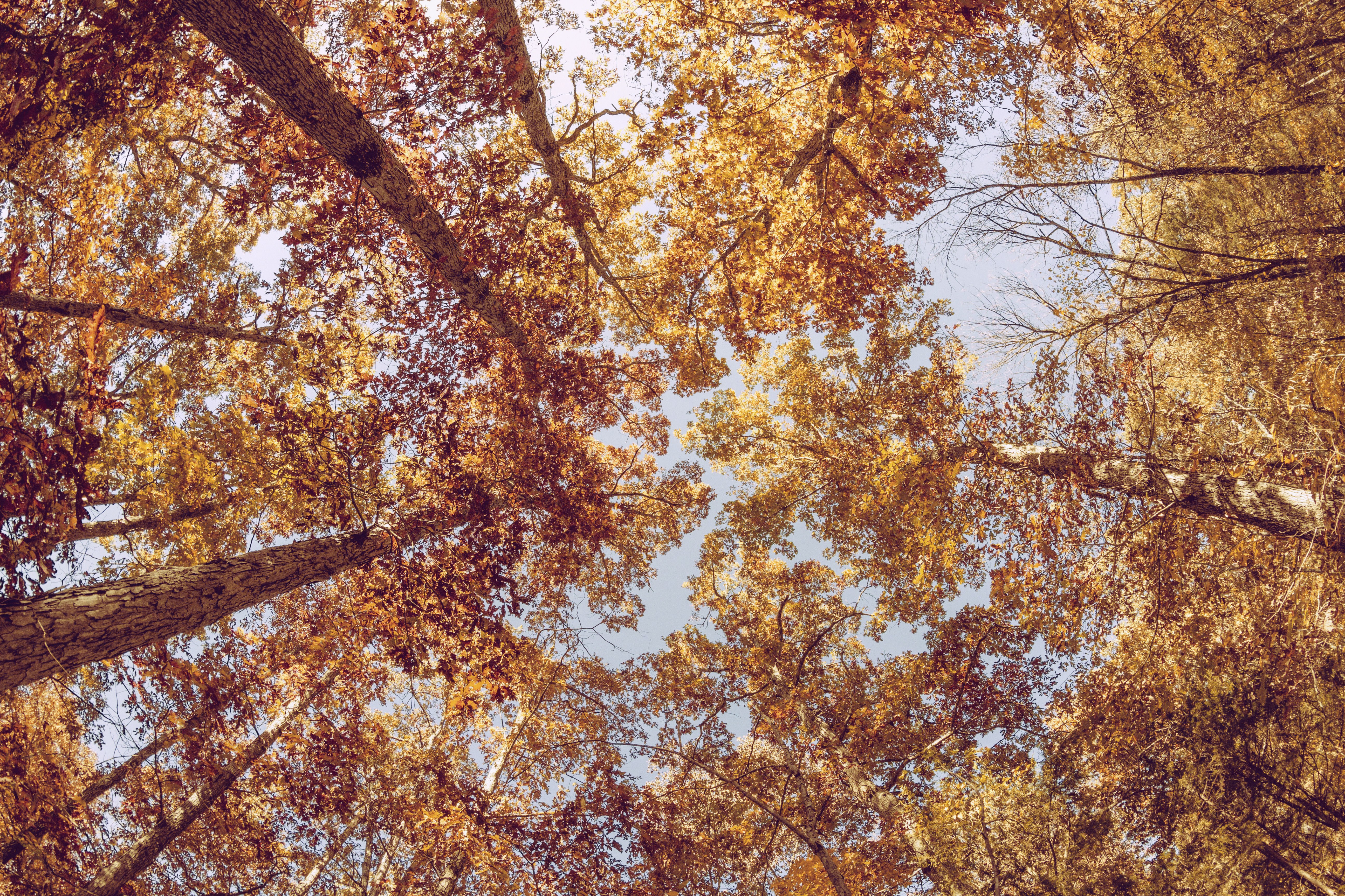 Autumn forest canopy view