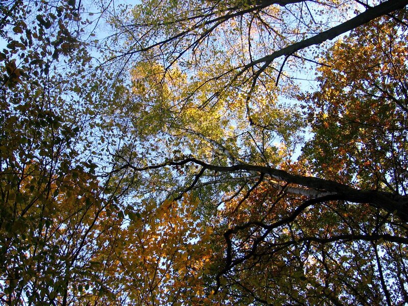 Autumn forest canopy view
