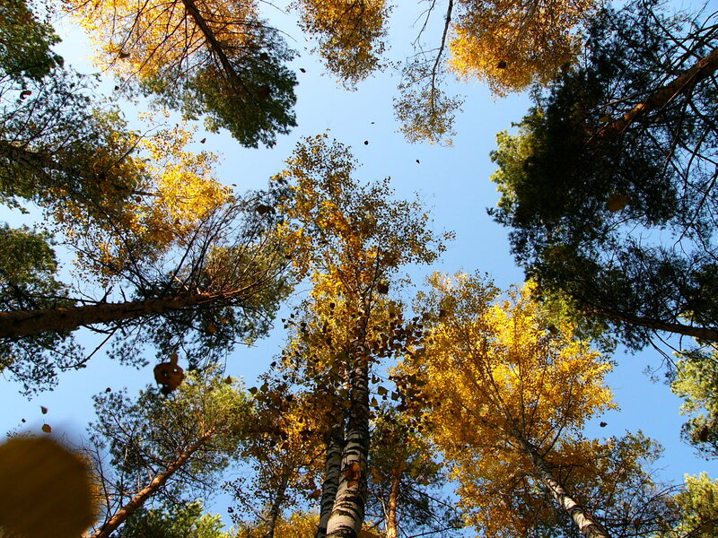 Autumn forest canopy view