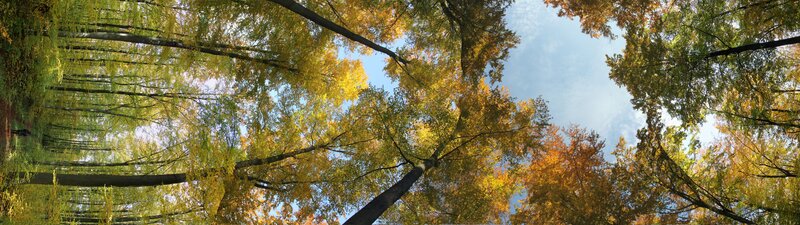 Autumn forest canopy view