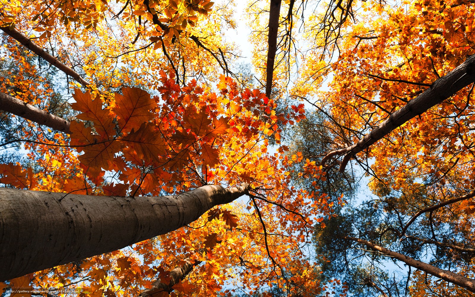 Autumn forest canopy view