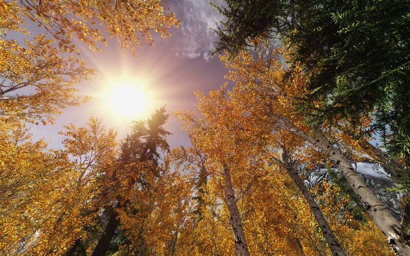 Autumn Forest Canopy — Yellow, Serene, 3d Render