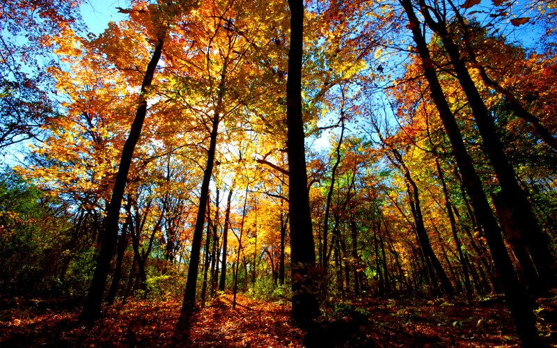 Autumn Forest Canopy — Yellow, Serene, Photograph