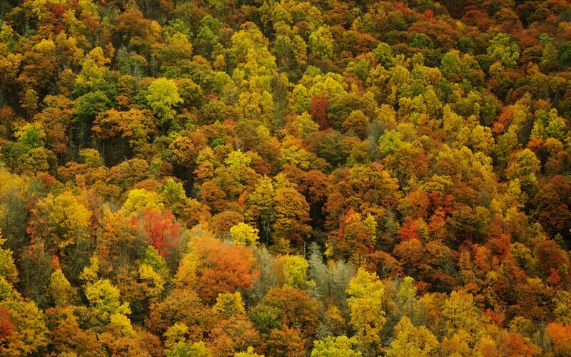 Autumn Forest Canopy — Yellow, Serene, Photograph, Trees, Foliage