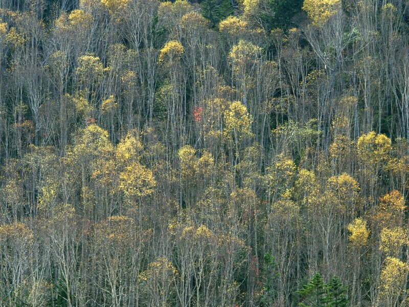 Autumn Forest Canopy — Yellow, Serene, Photograph, Trees, Leaves, Green