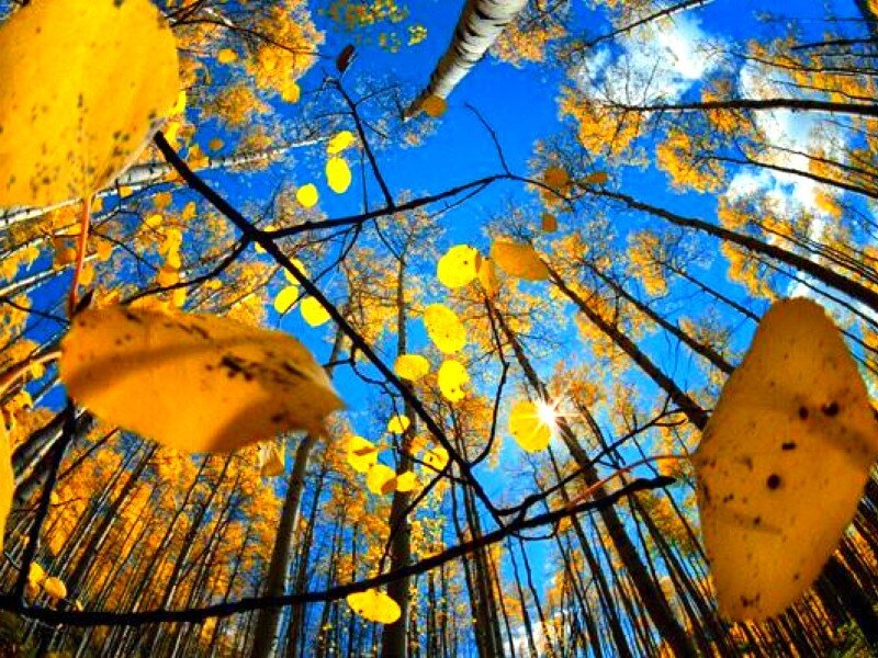 Autumn Forest Canopy — Yellow, Serene, Photograph, Trees, Leaves, Sky, Blue