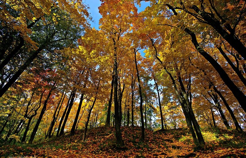 Autumn Forest Canopy — Yellow, Serene, Photograph, Trees