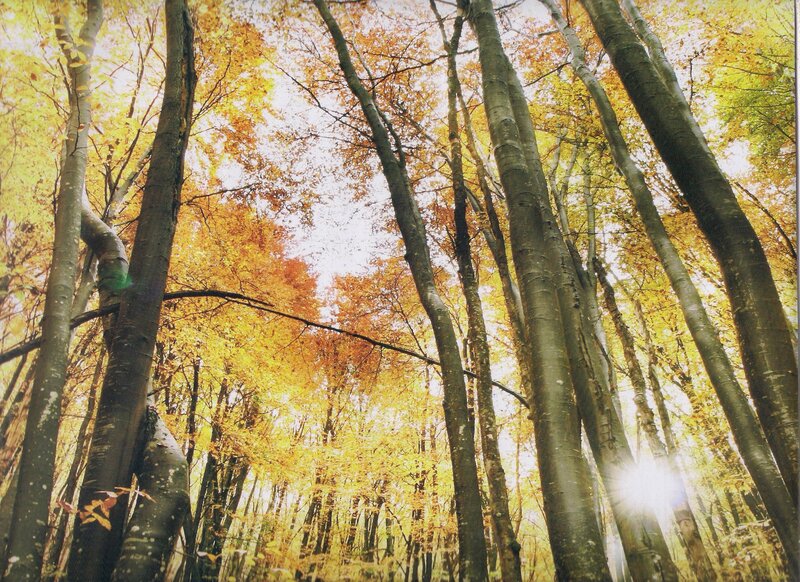 Autumn Forest Canopy — Yellow, Serene
