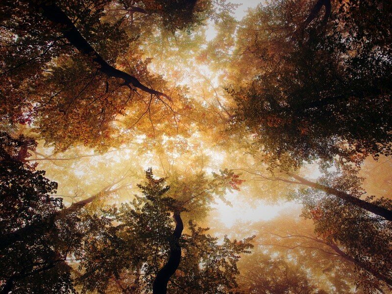 Autumn Forest Canopy — Yellow