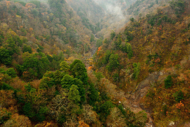 Autumn Forest Canyon — Green, Serene