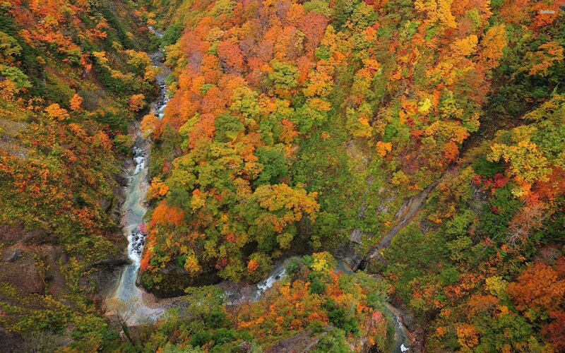 Autumn Forest Canyon — Orange, Serene, Photograph