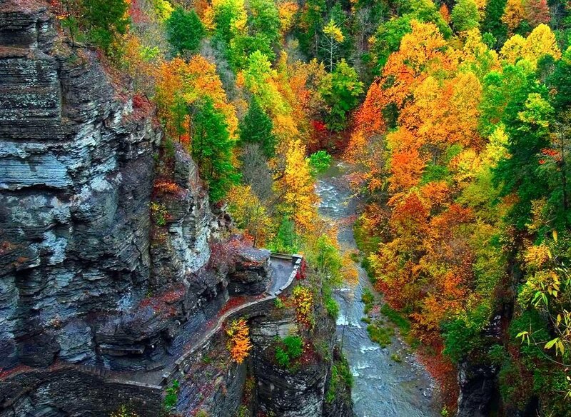 Autumn Forest Canyon — Orange