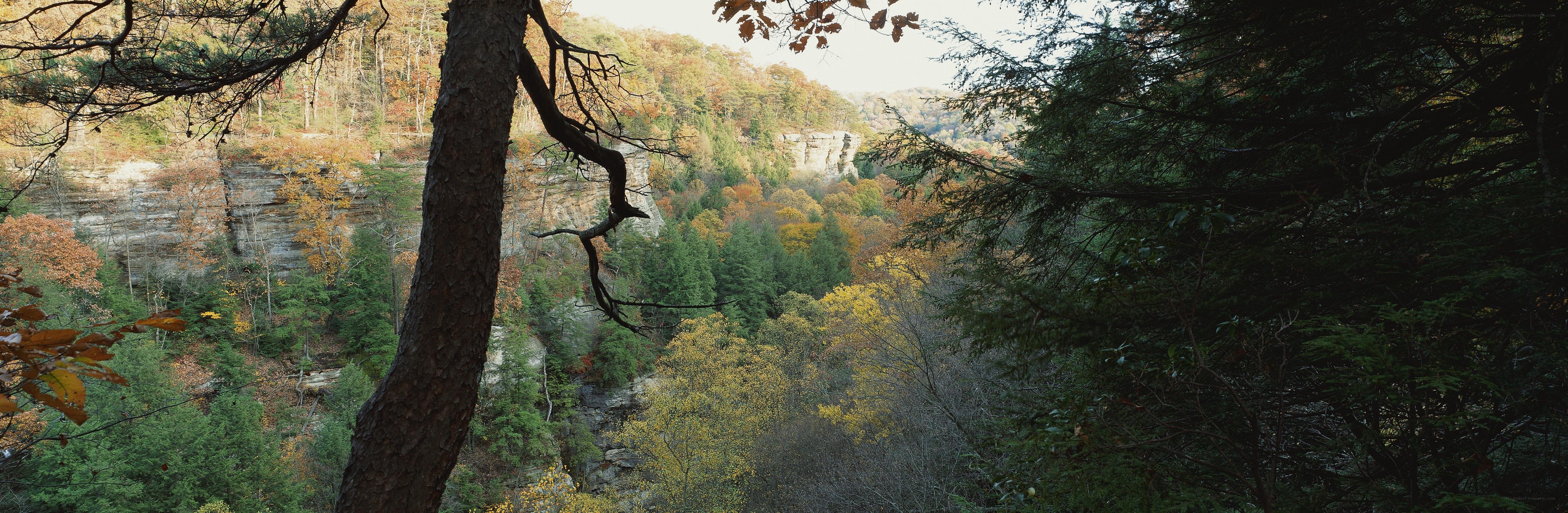 Autumn forest canyon view