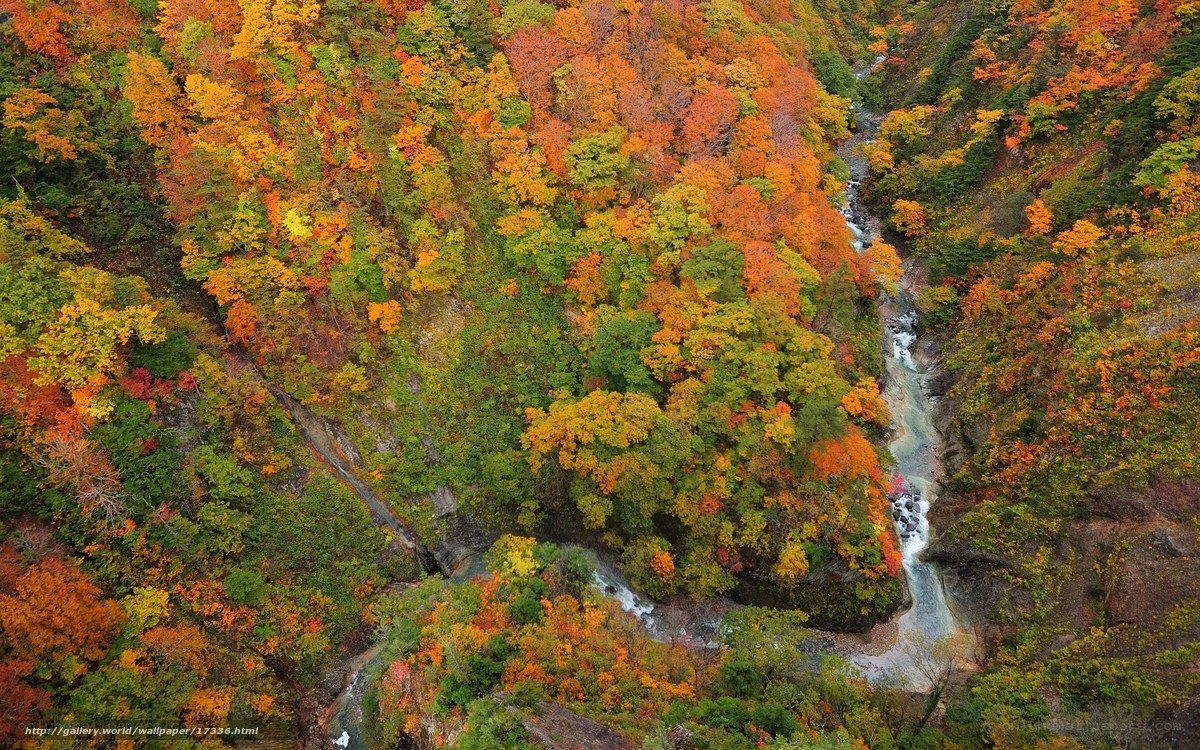 Autumn forest canyon view