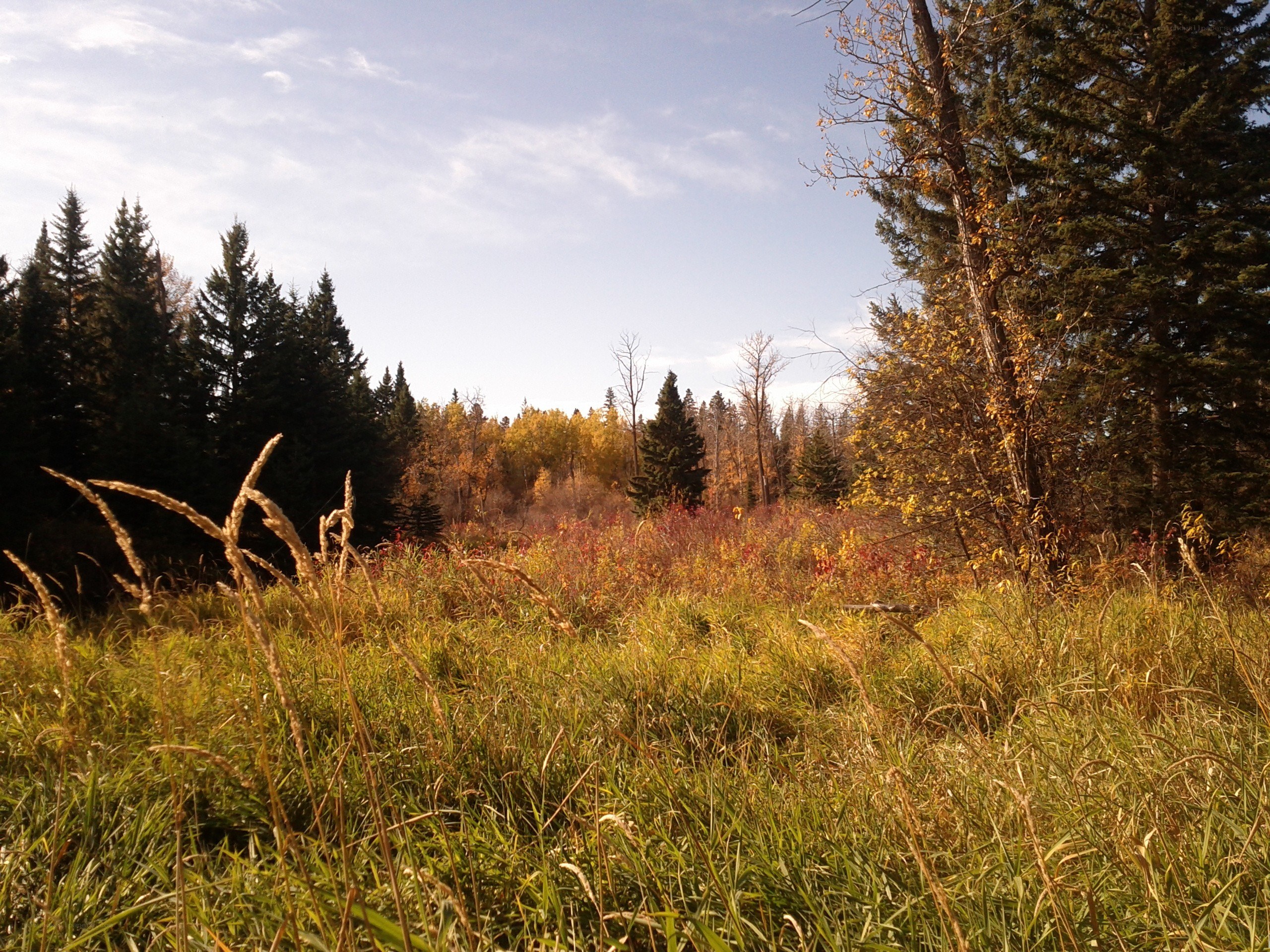 Autumn forest clearing