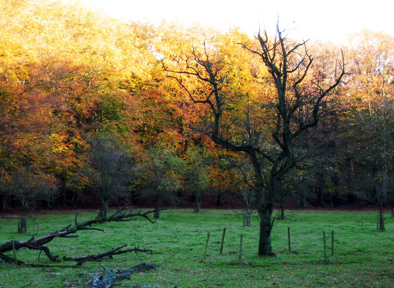 Autumn Forest Clearing — Green, Serene