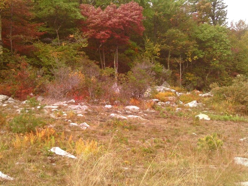 Autumn Forest Clearing — Green