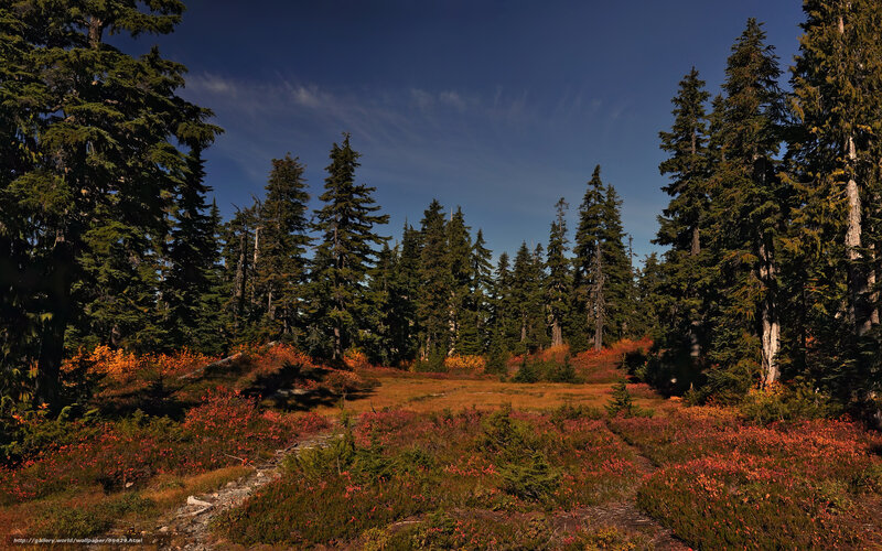 Autumn forest clearing