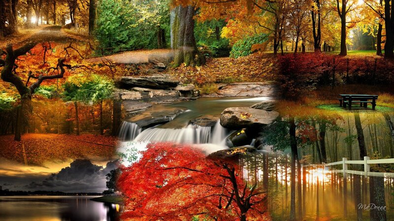 Autumn forest collage