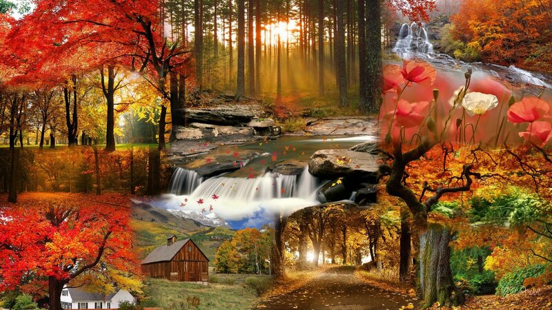 Autumn forest collage