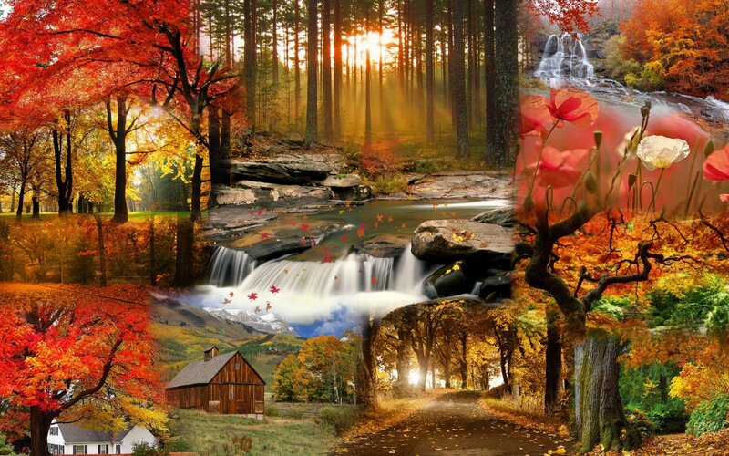 Autumn Forest Collage — Red, Serene, Digital Art