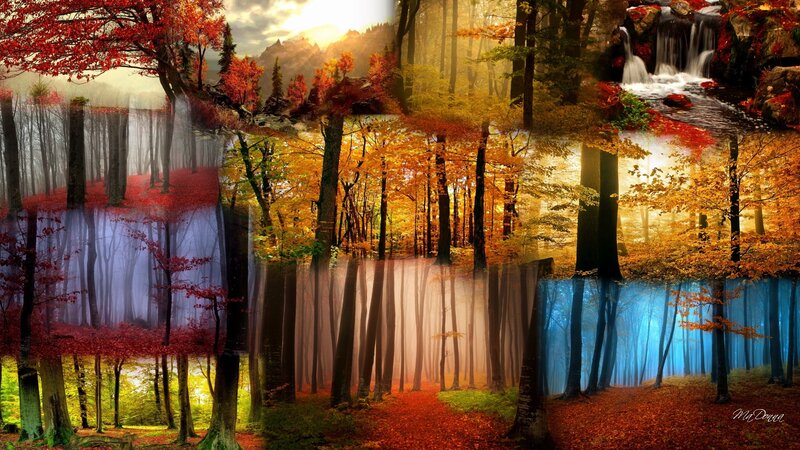 Autumn Forest Collage — Red, Serene, Digital Art, Trees