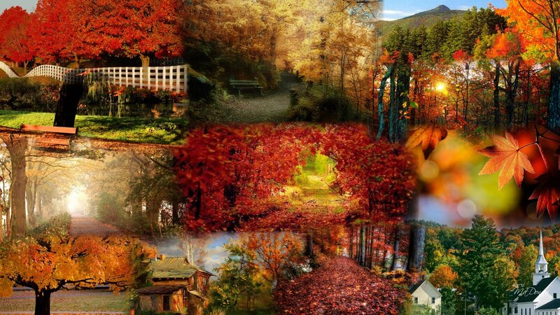 Autumn Forest Collage — Red, Serene