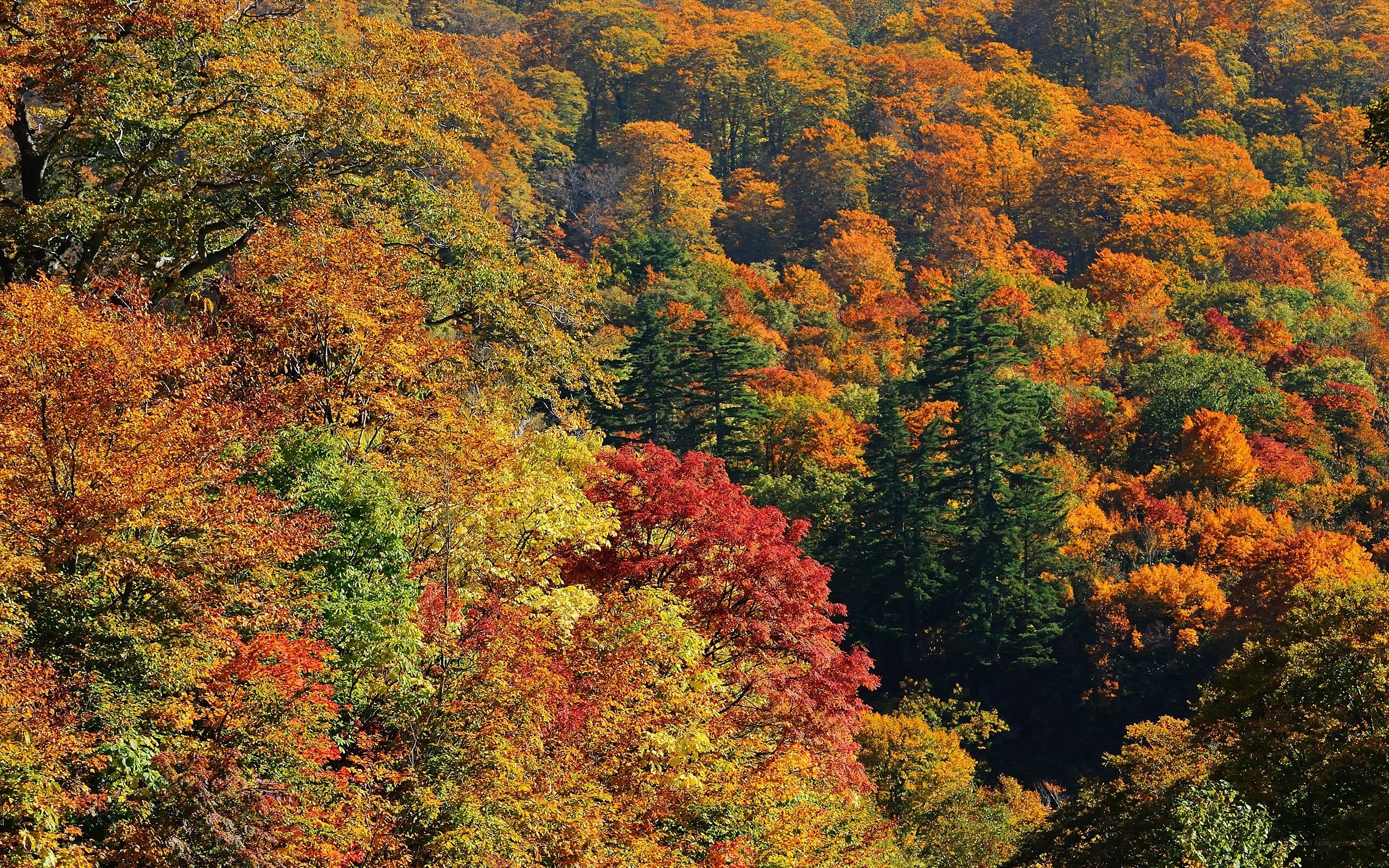 Autumn forest colors