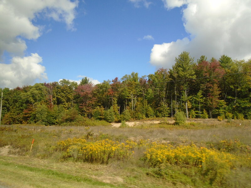Autumn Forest Edge — Green