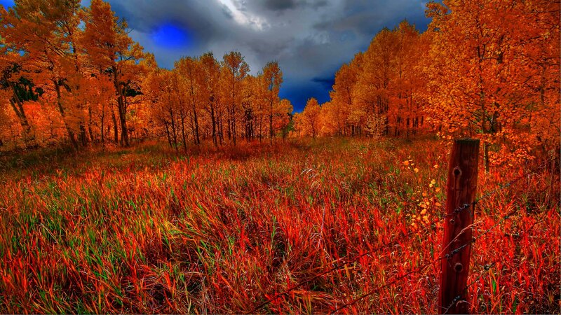 Autumn Forest Field