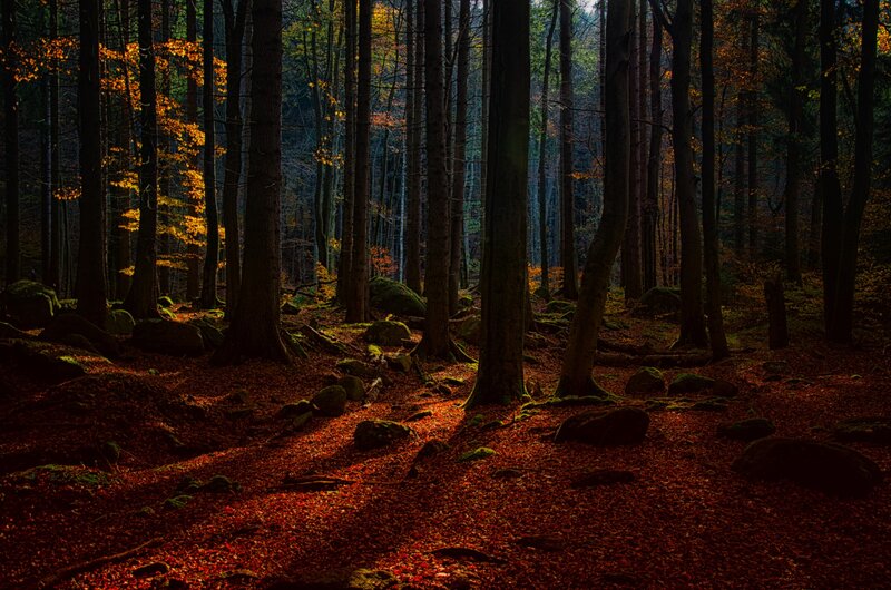 Autumn Forest Floor — Brown, Dramatic