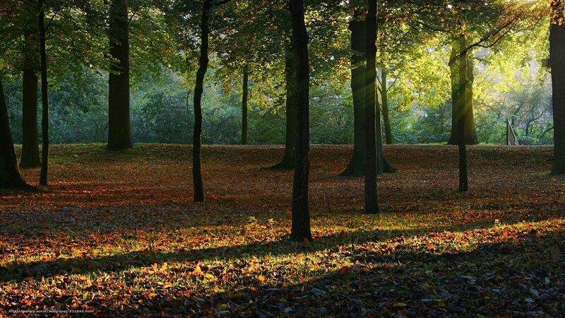 Autumn Forest Floor — Brown, Serene, Morning